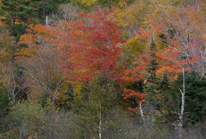 04 Crawford Notch 7267.jpg